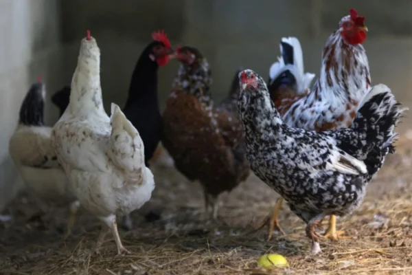 Gripe Aviária: Índia, Albânia e Namíbia Suspendem Importações de Frango do Brasil